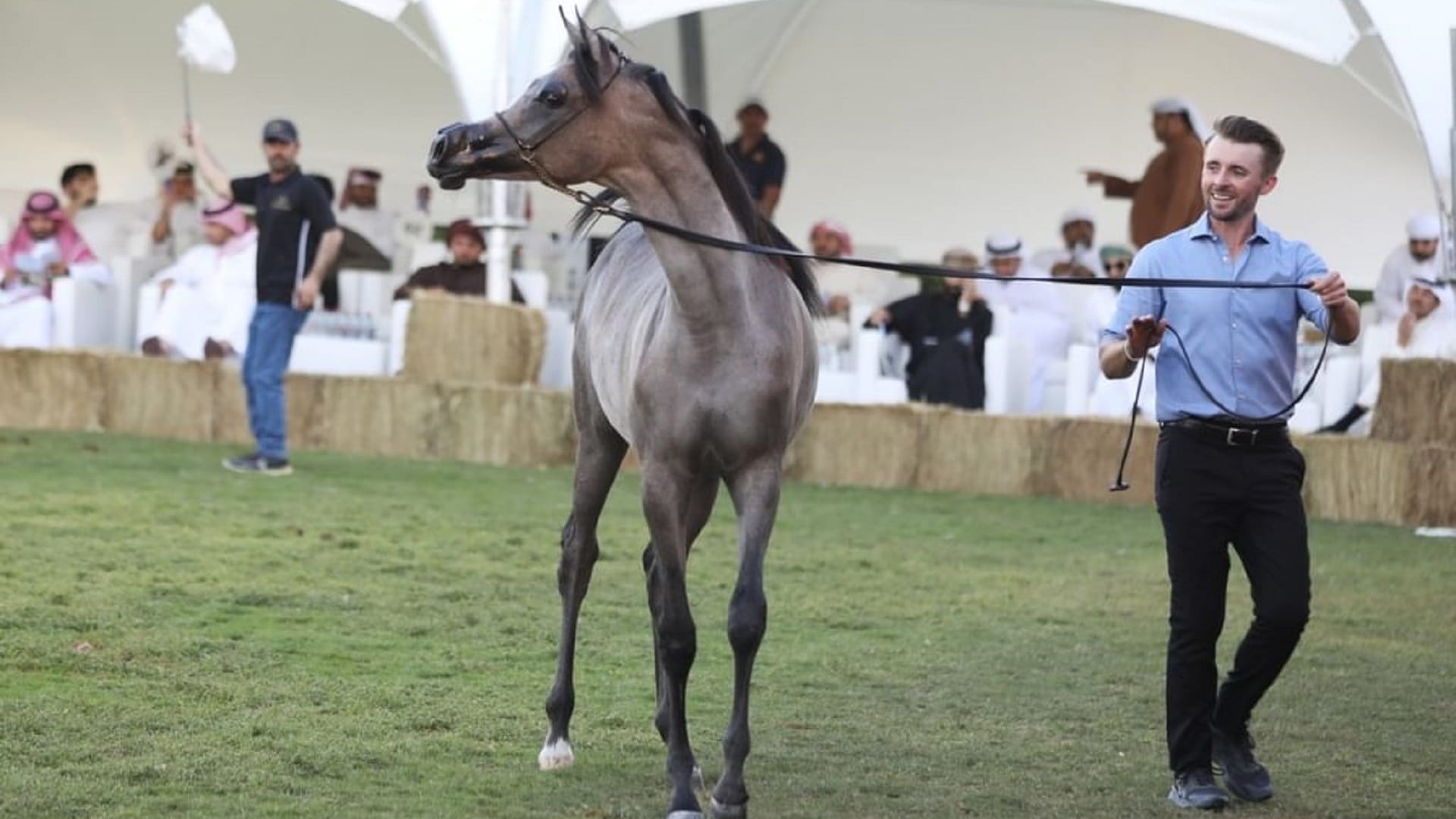 5.5 مليون درهم قيمة مبيعات مزاد مربط دبي للخيول العربية 