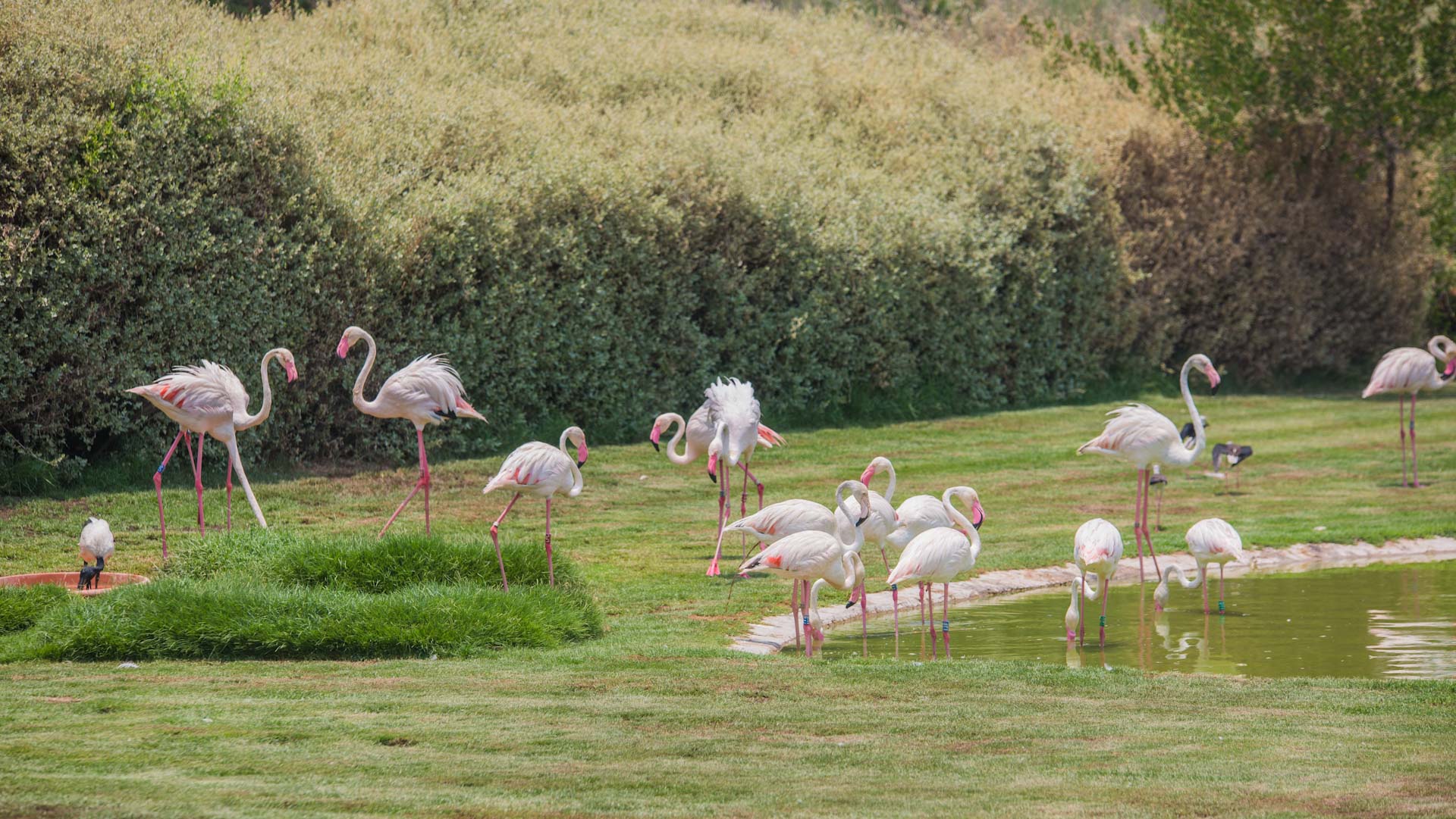 Wasit Wetland Centre joins Wetlands International