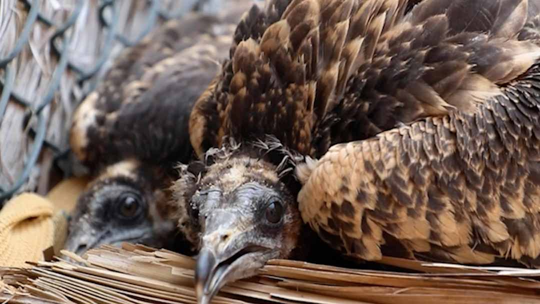 Image for the title: KBPCC successfully breeds 7 Egyptian Vultures 