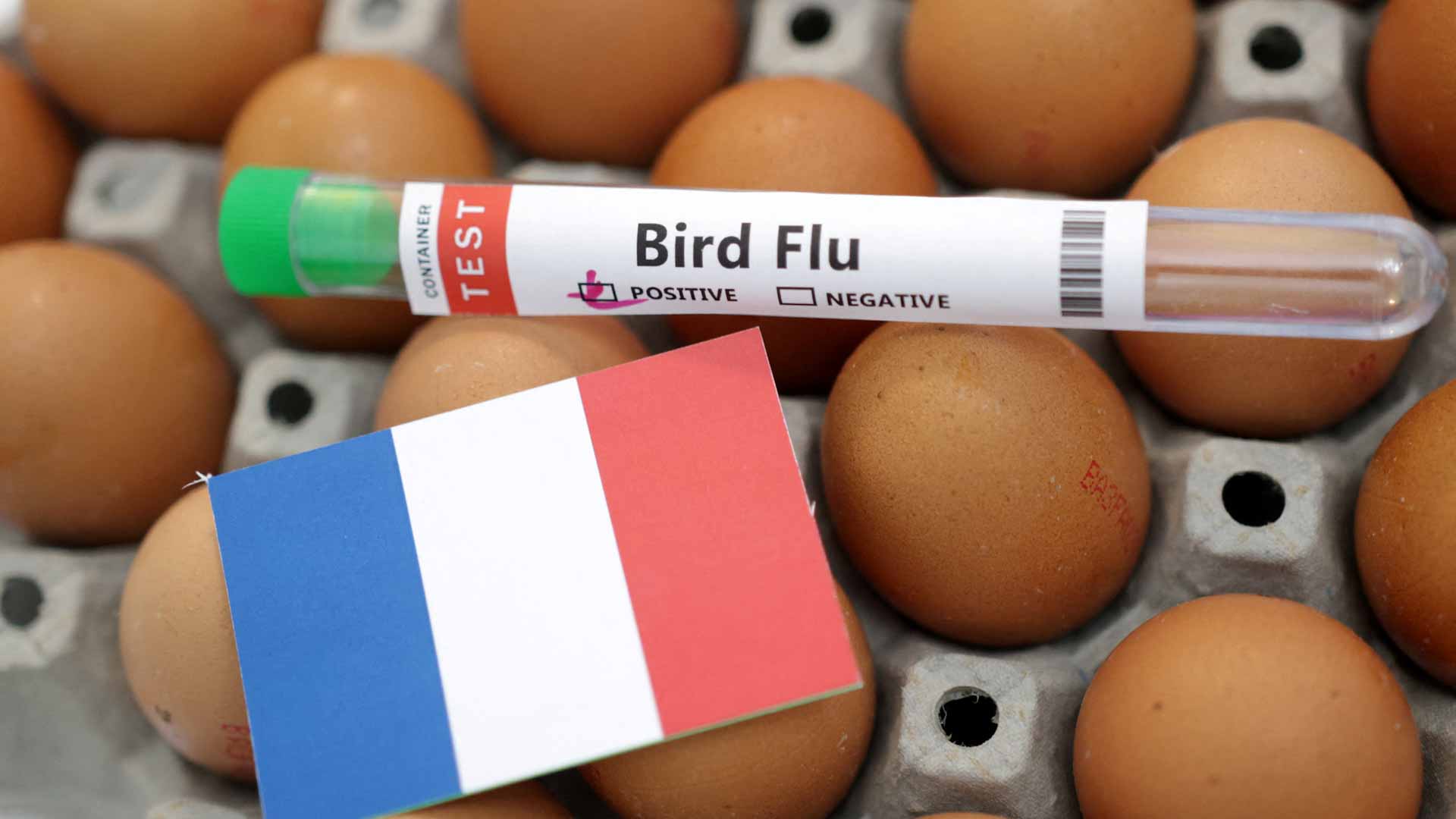 صورة بعنوان: رغم تطعيمها باللقاح..فرنسا ترصد إصابات بأنفلونزا الطيور بمزرعة بط 