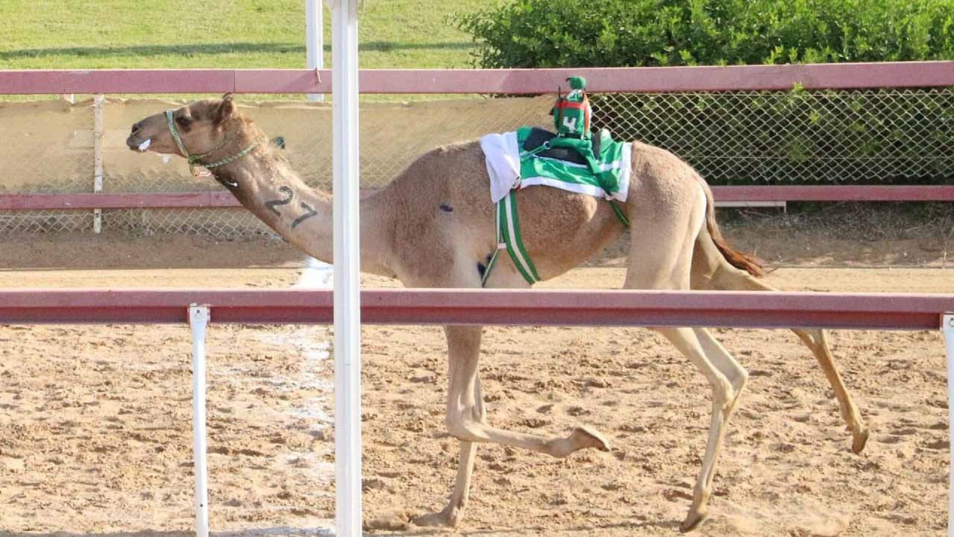 Image for the title: Presidential camel competition shines in Al Dhaid Square 