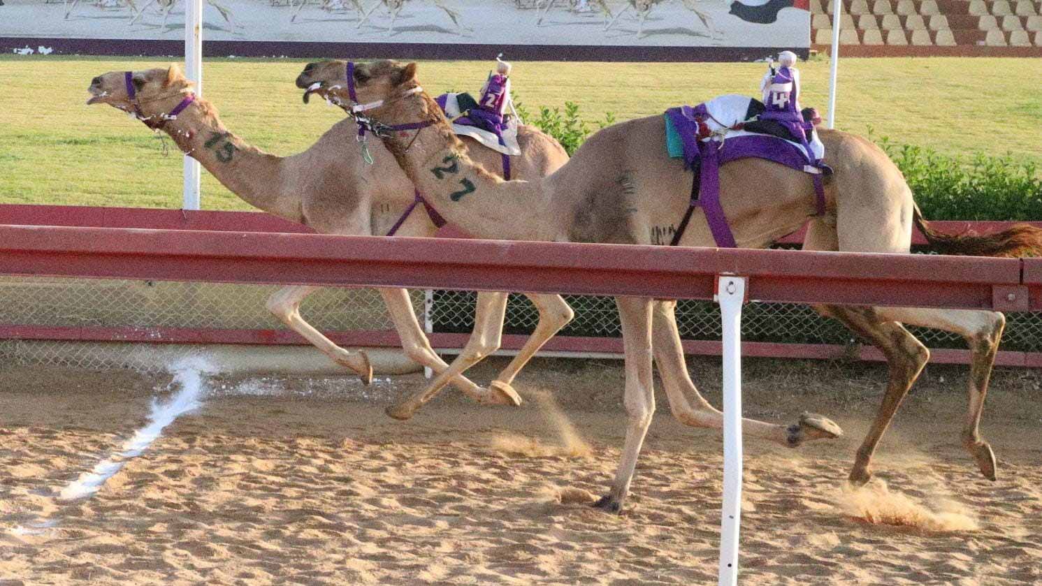 صورة بعنوان: شعارات هجن الشيوخ تتألق بمنافسات سن الثنايا بميدان الذيد 