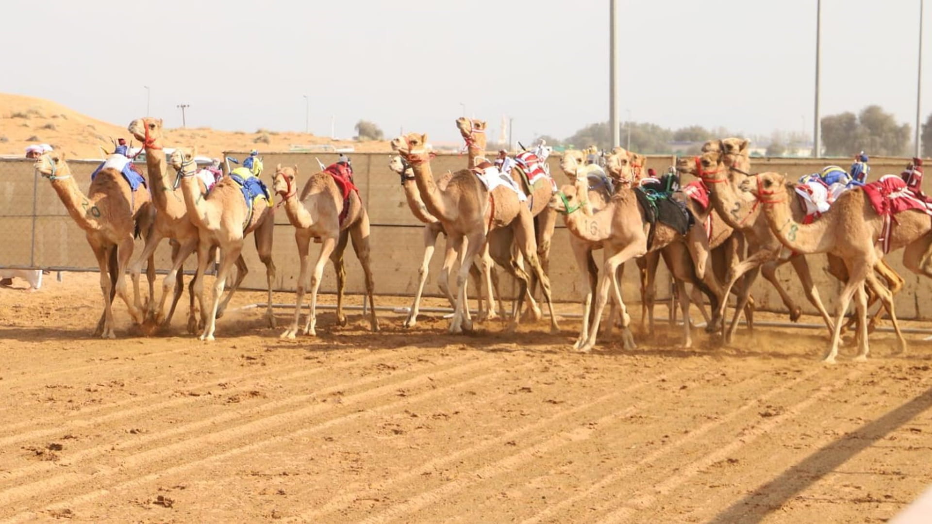 Image for the title: Strong competition for “Fatamin” Race in Al Dhaid 