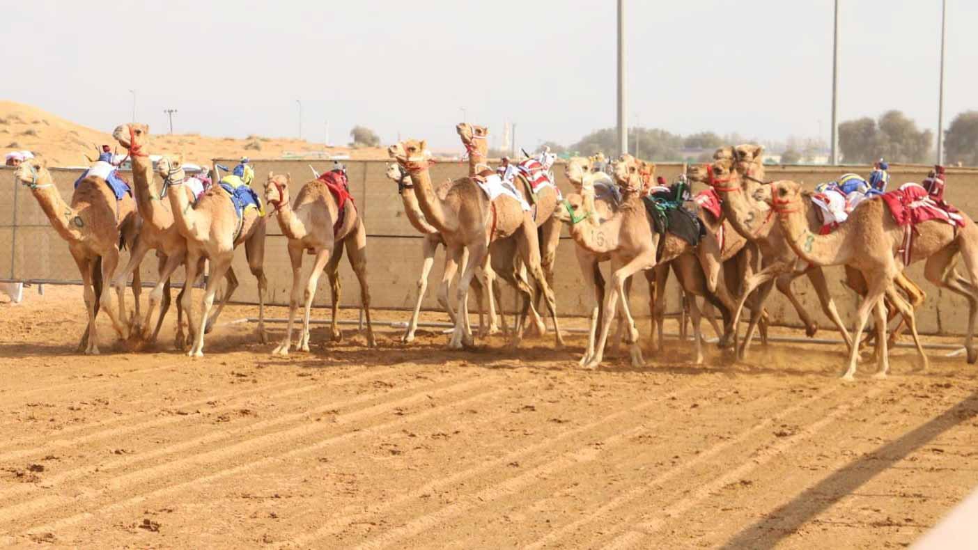 صورة بعنوان: الشارقة لسباقات الهجن ينظم سباق "سن الفطامين" بالذيد 