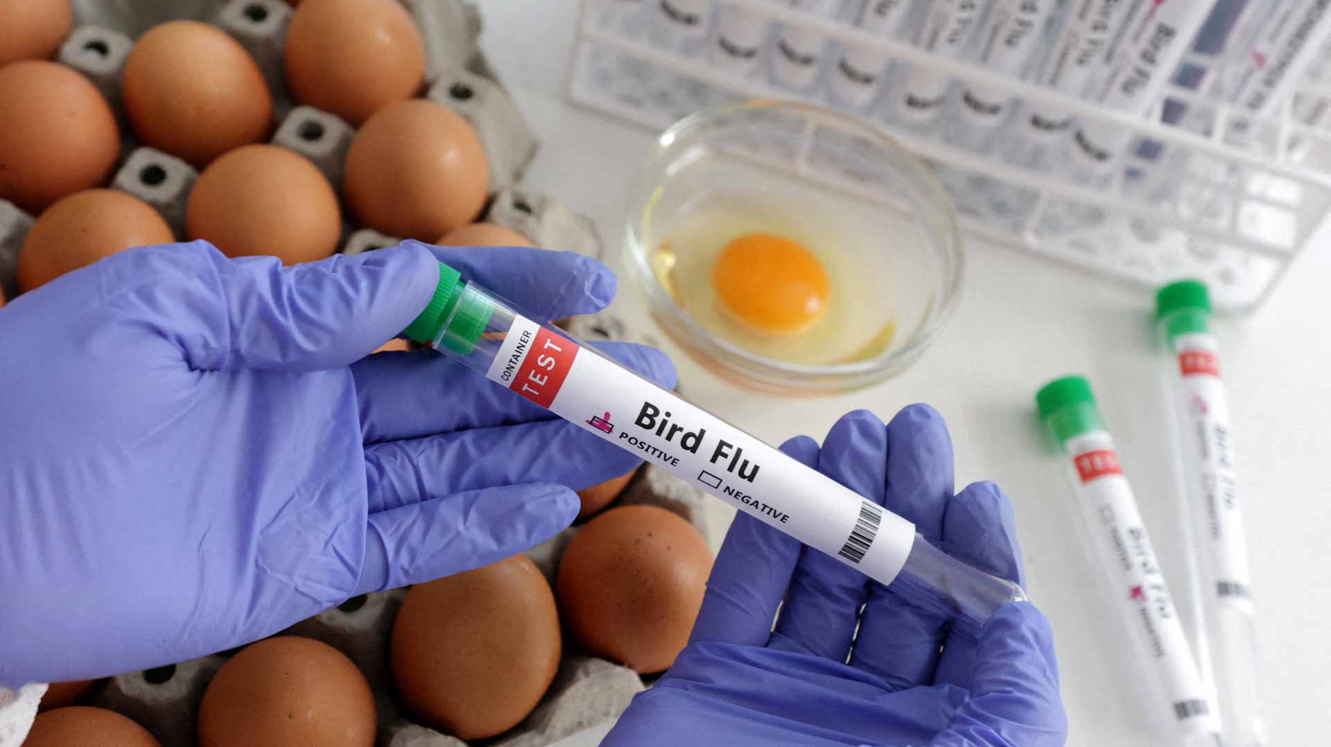 Colorado reports three presumptive human bird flu cases