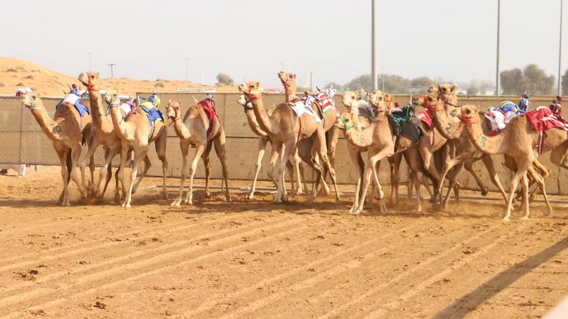 Image for the title: Al Dhaid witnesses intense competition for San Al-Fatamin race 