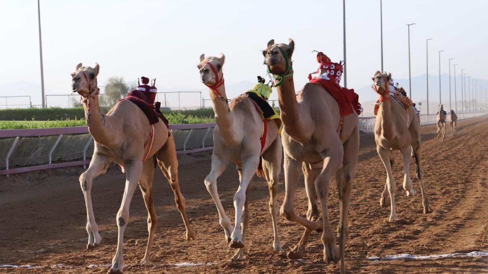 صورة بعنوان: تواصل منافسات الهجن لسباق سن الفطامين بميدان الذيد 