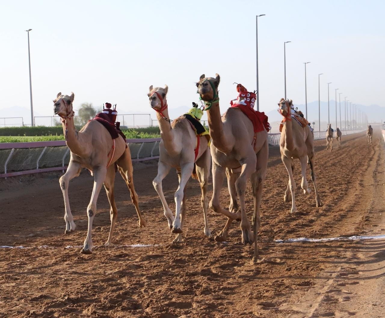 Image for the title: 1-year old camel competitions continue at Al Dhaid Racecourse 