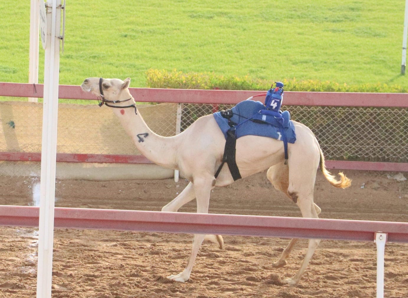 Image for the title: Exciting Fatamin Camel Race Competitions at Al-Dhaid Racetrack 