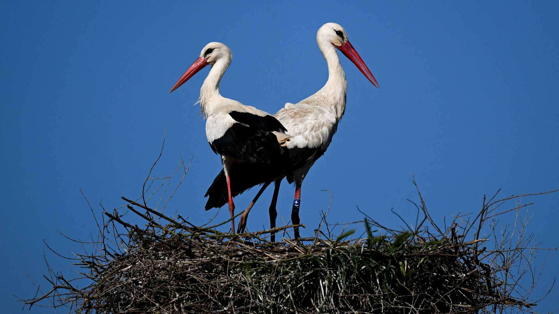 Image for the title: Climate change help boost Portugal's white stork numbers