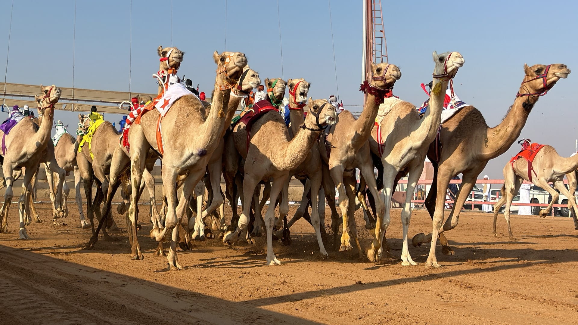 Intense rivalry at Sharjah Ruler Camel Racing Fest launch 