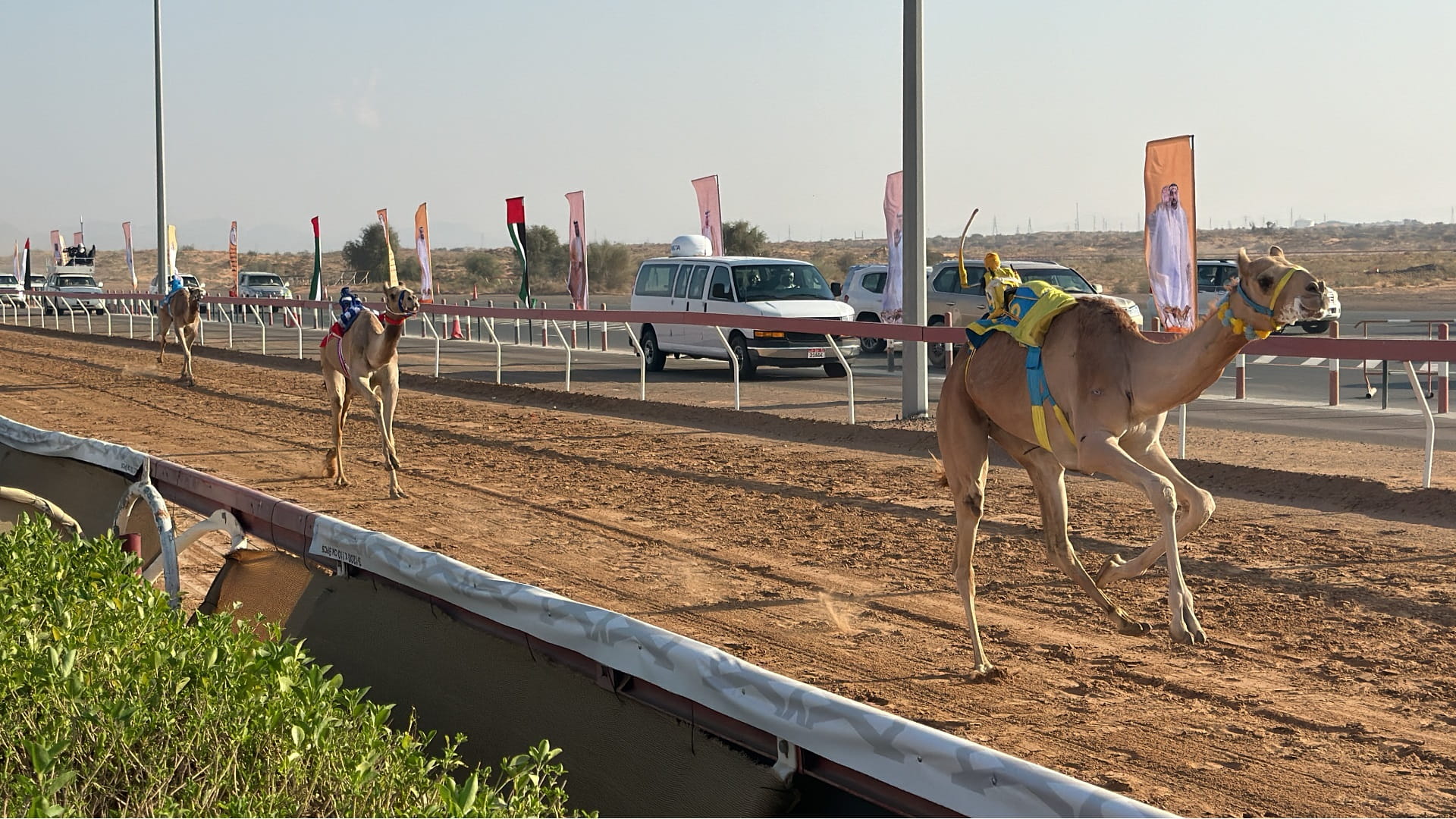 Camel owners compete in 32 rounds at Sharjah Ruler Camel Festival 