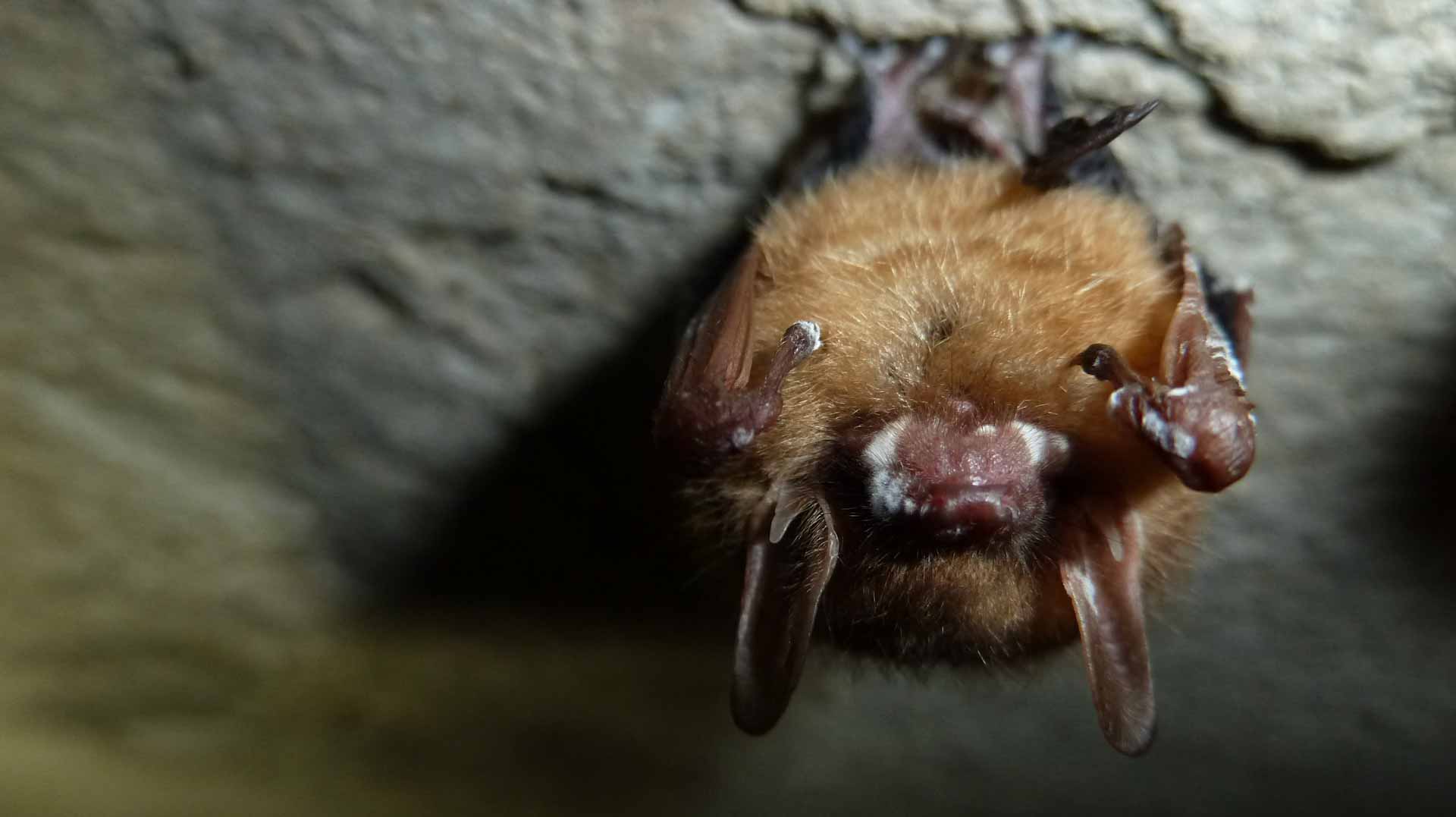 Image for the title: Researchers use new techniques to save bats from fungal threat 