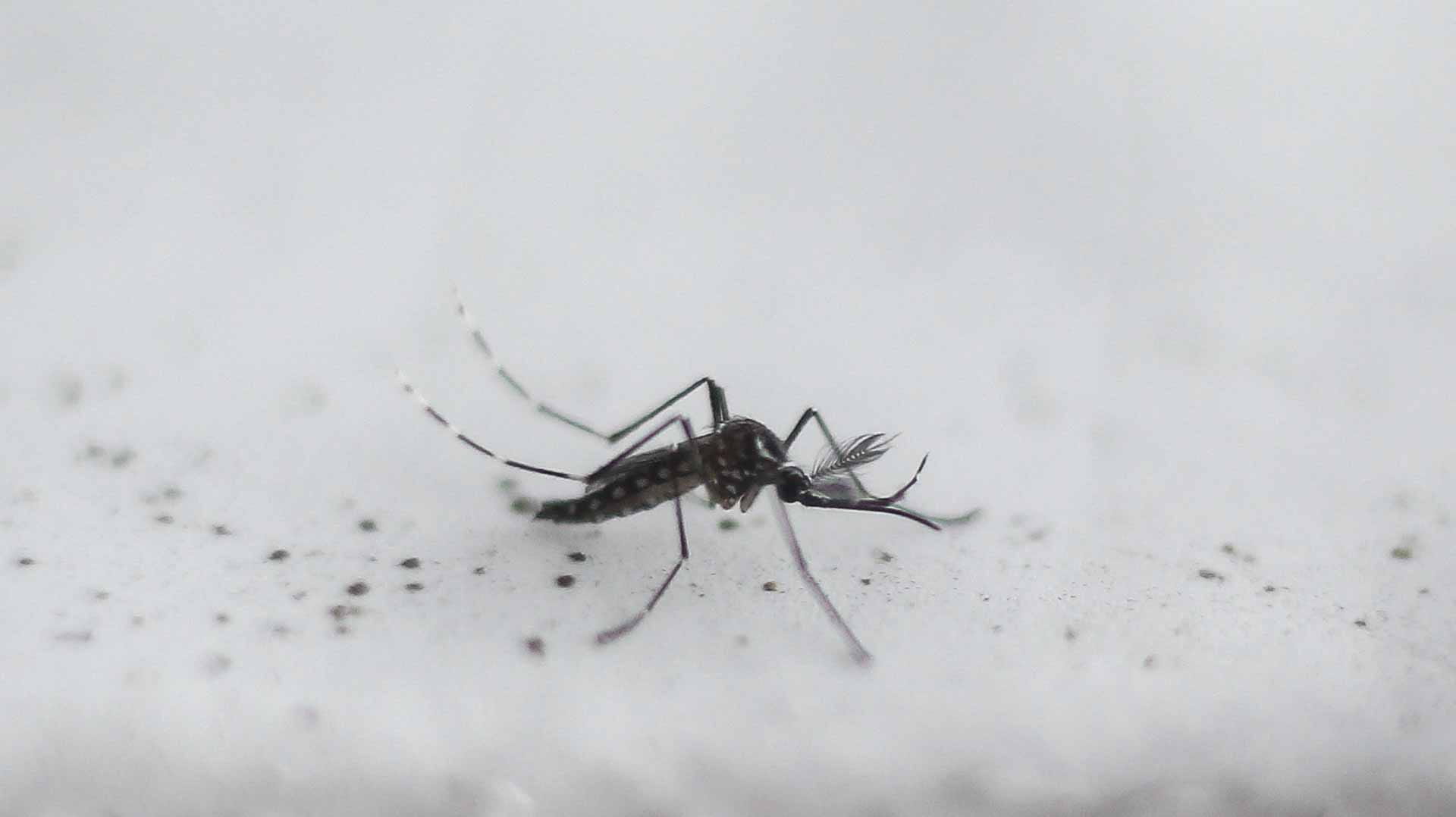 Image for the title: Mosquitoes cause rise in malaria in East Africa 