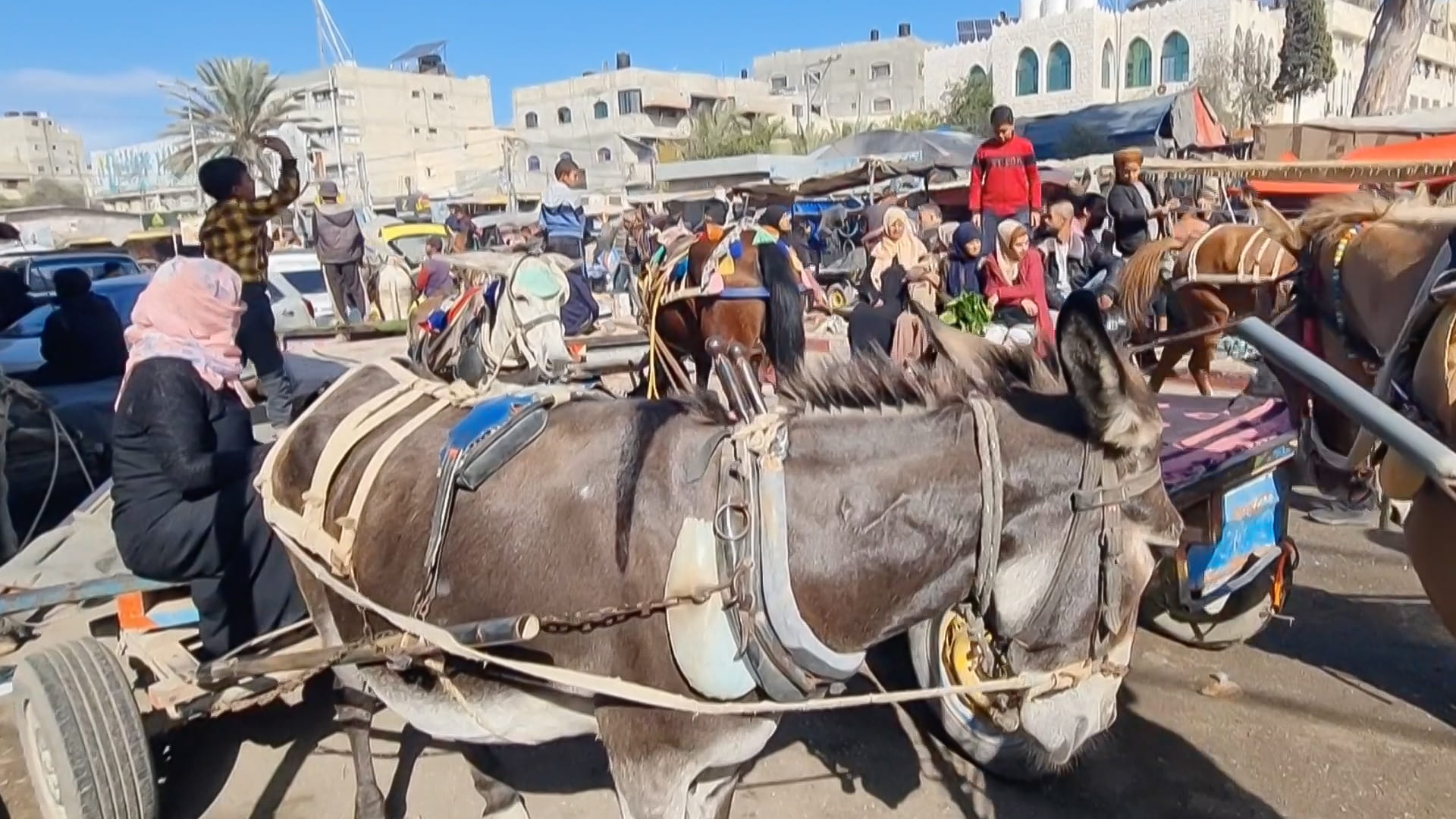 Image for the title: Donkeys provide Gazans lifeline amid war shortages 