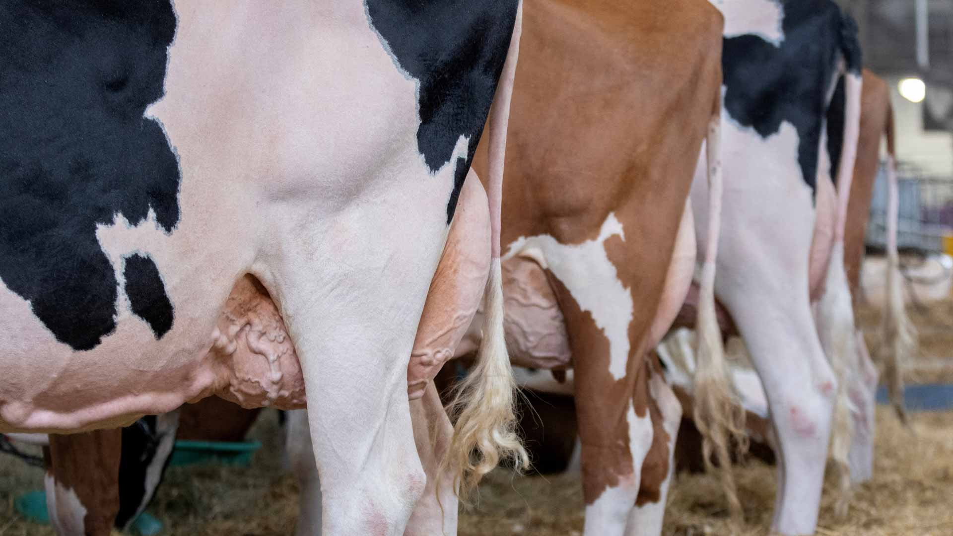 رصد جديد..كاليفورنيا تسجل ثالث إصابة بإنفلونزا الطيور بين البشر 