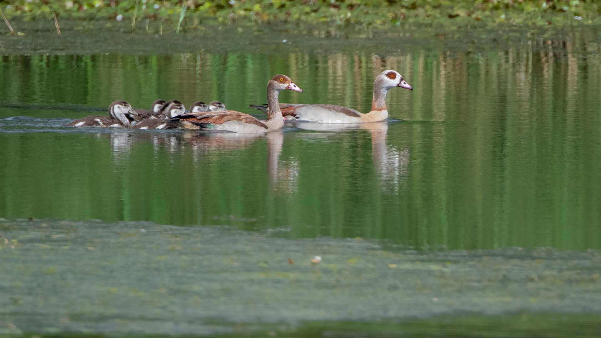 Egyptian geese spread wings in France, threatening biodiversity 