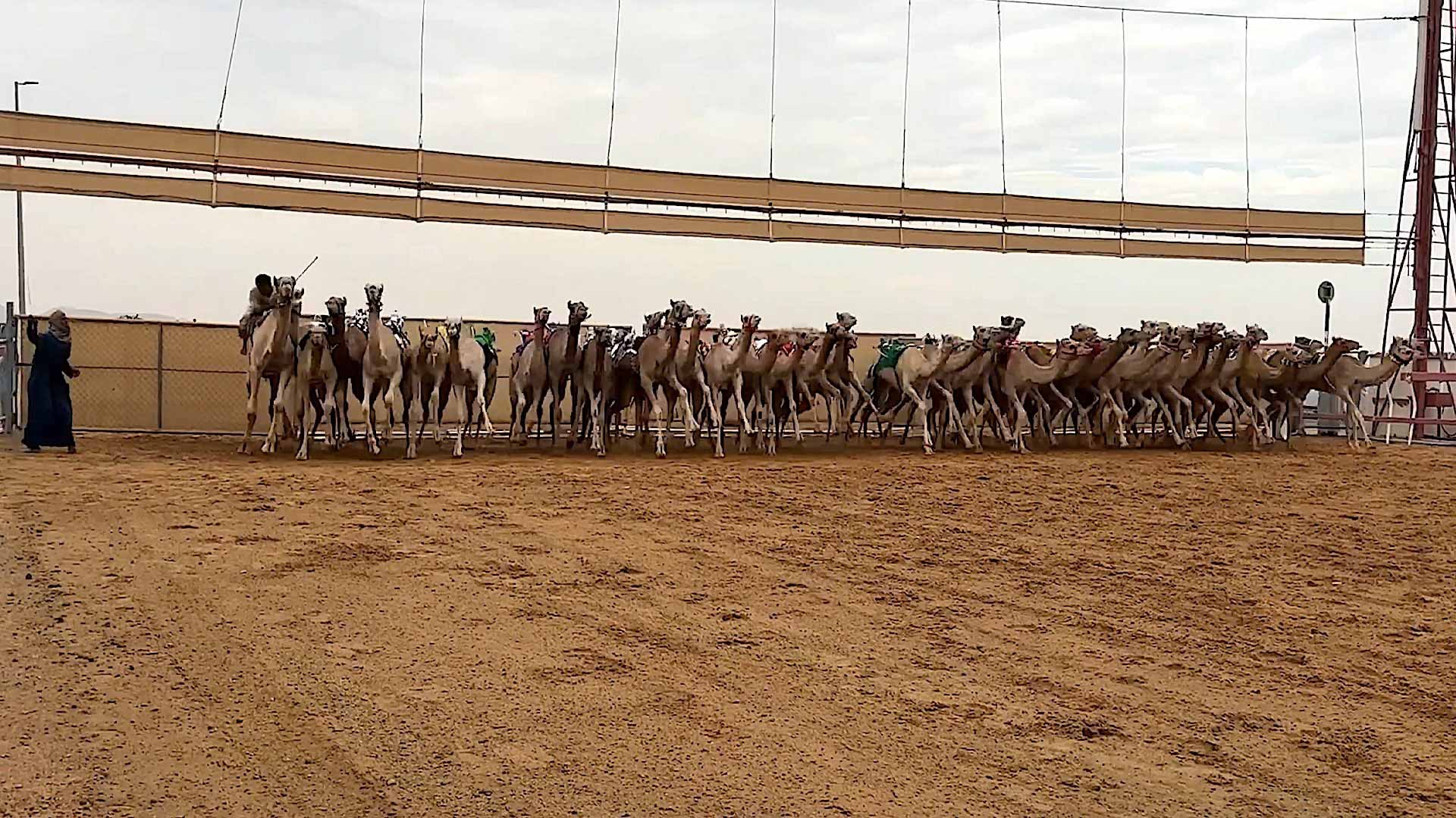 Sharjah Ruler's Camel Racing Festival launches on 27 October 