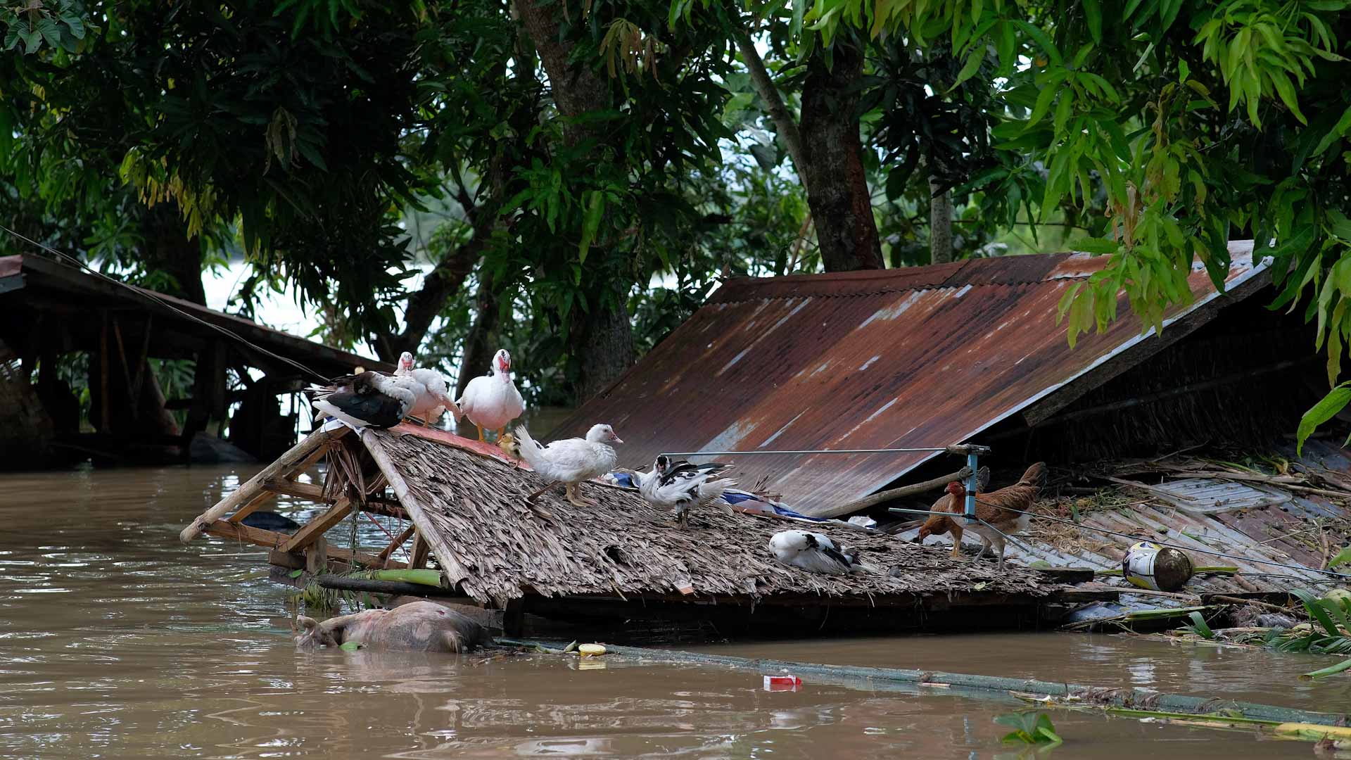 Image for the title: Philippines, the death toll from Tropical storm Trami rises to 125 