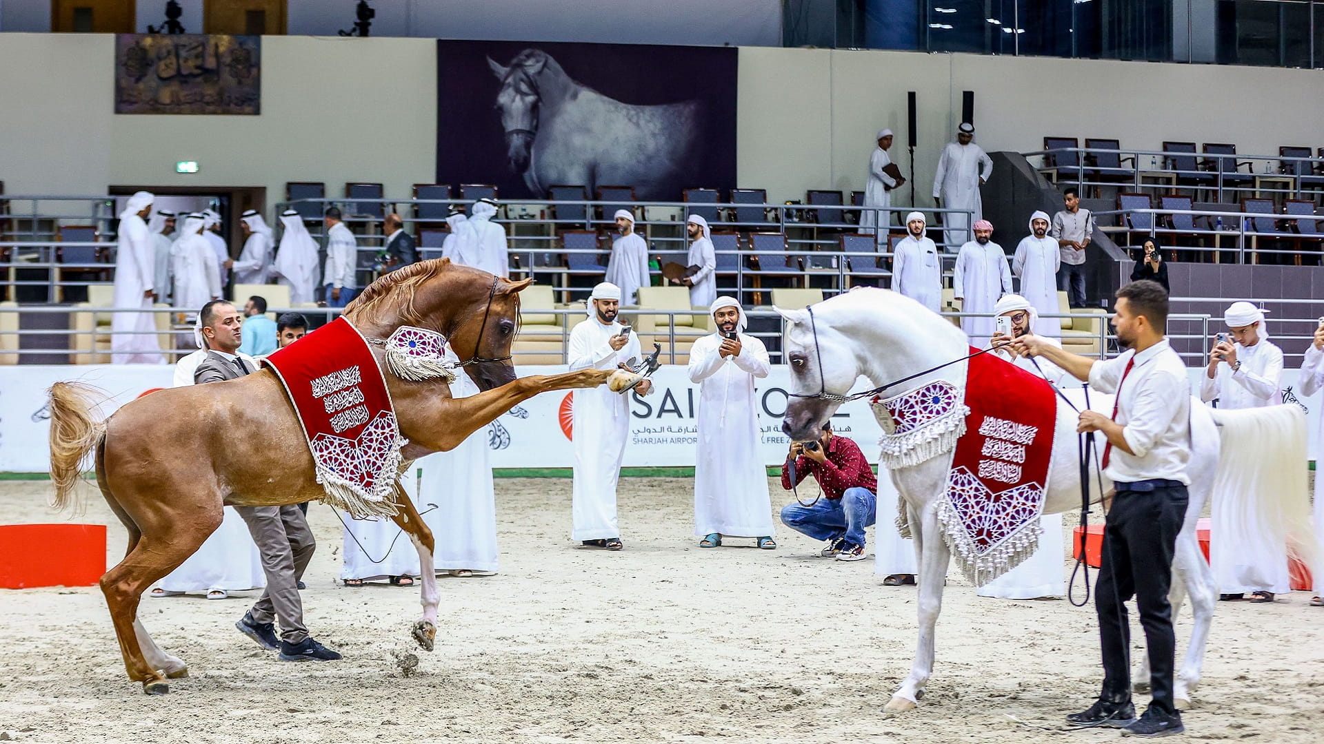 مهرجان الشارقة الدولي للجواد العربي السلالة المصرية ينطلق الخميس 