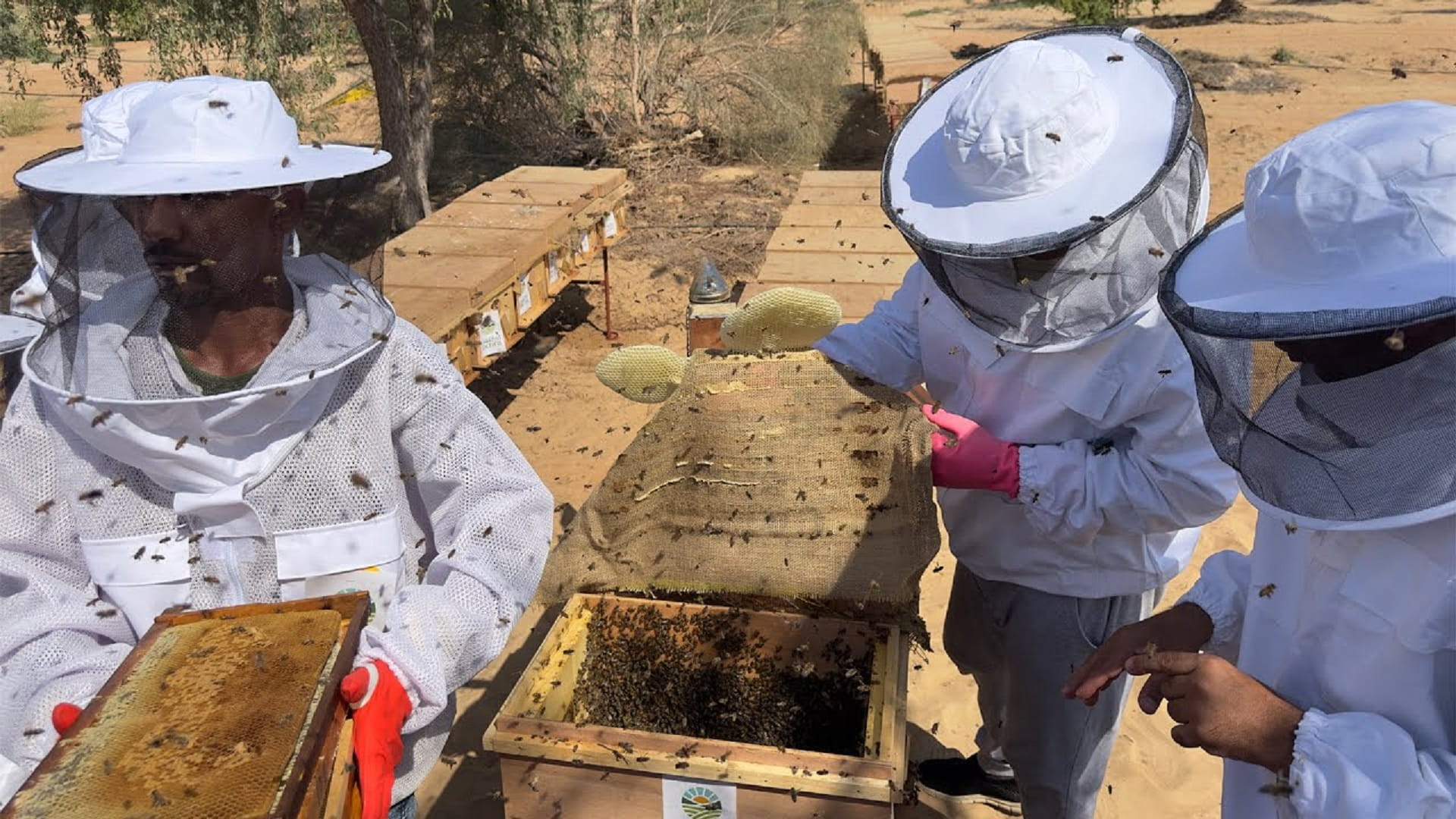 Khalifa Al Tunaiji: First harvest of “Ektifa” Sidr honey begins 