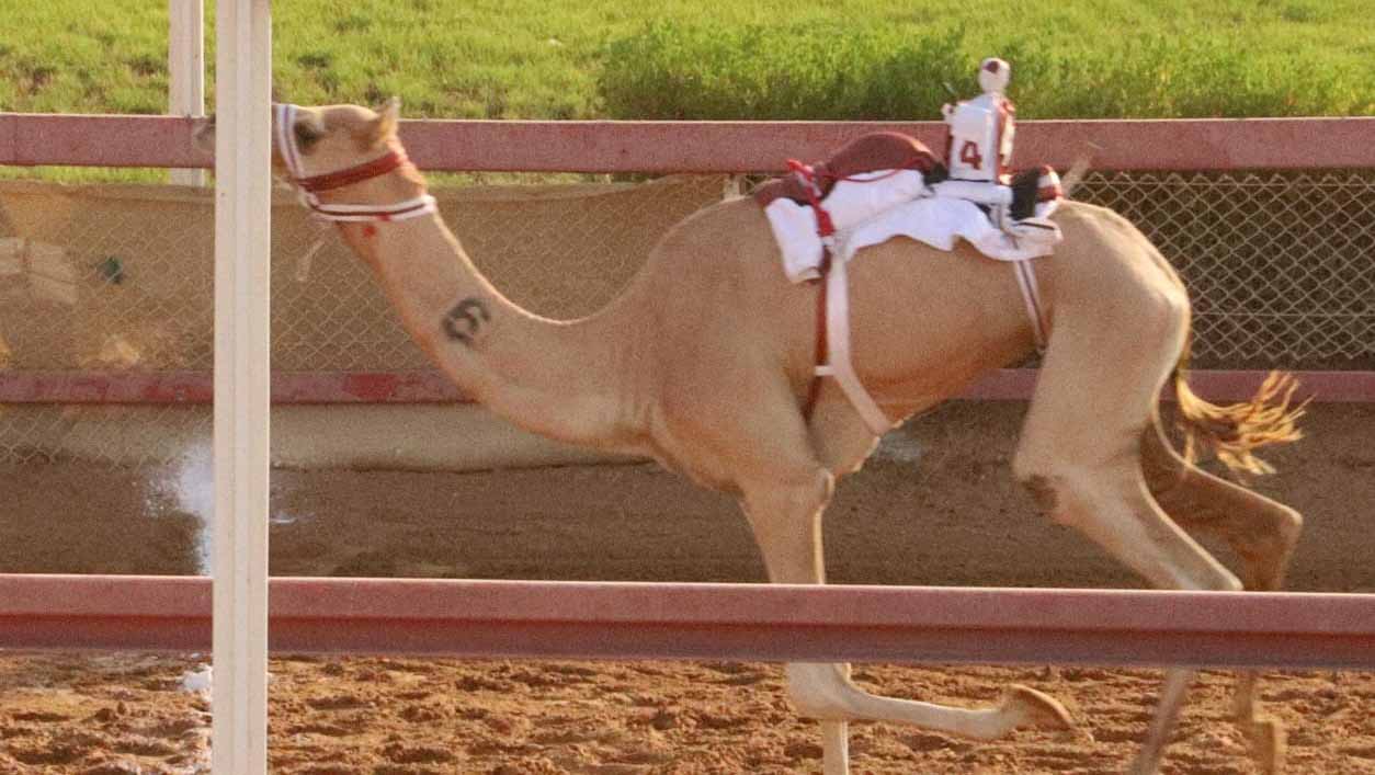 First "Diwan Emblem" Camel Race Kicks Off at Al Dhaid Track 