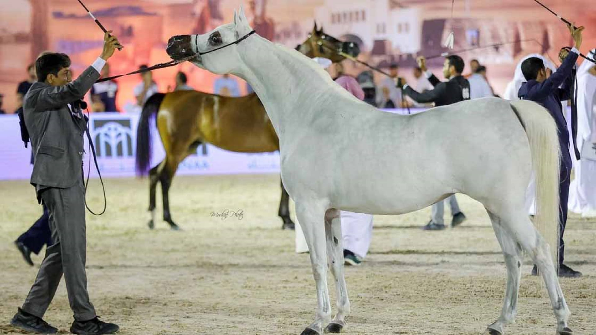 Round two of UAE Arabian Horse Championship heads to Bahrain 