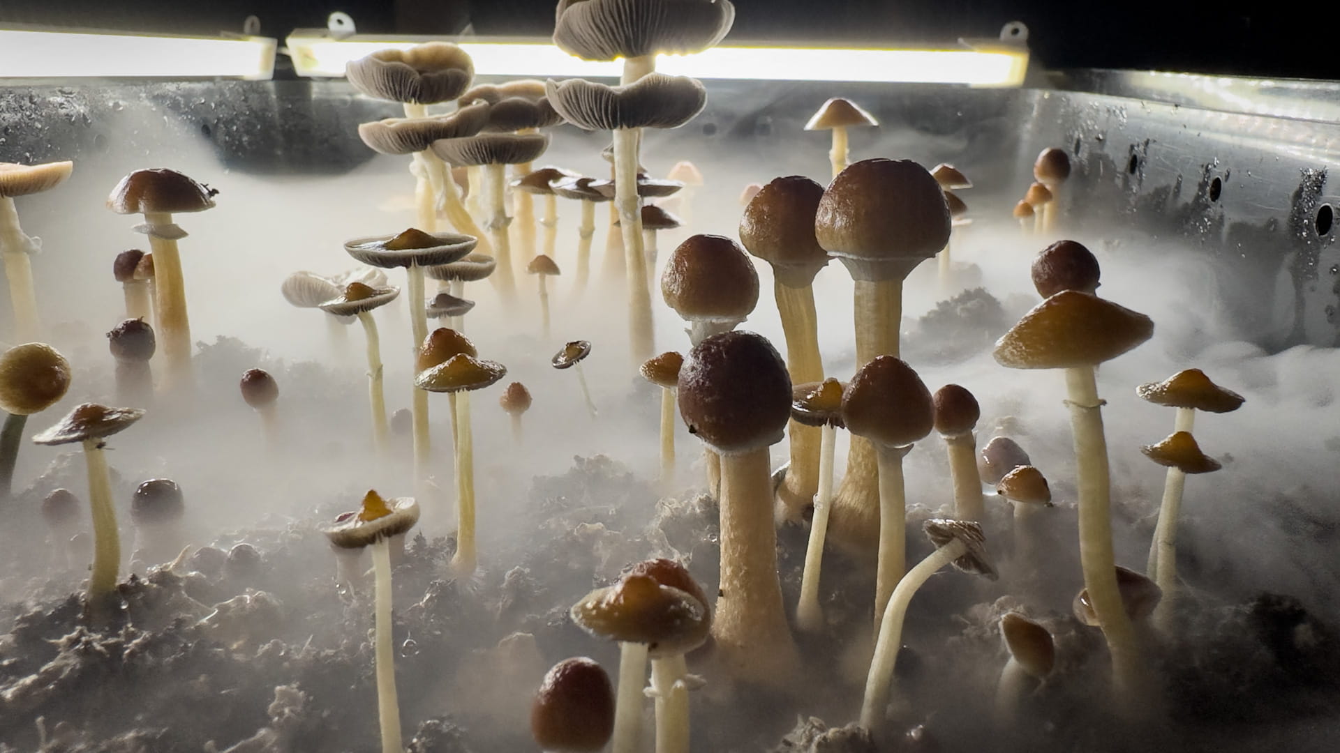 Czechs greenlight magic mushroom use from 2026