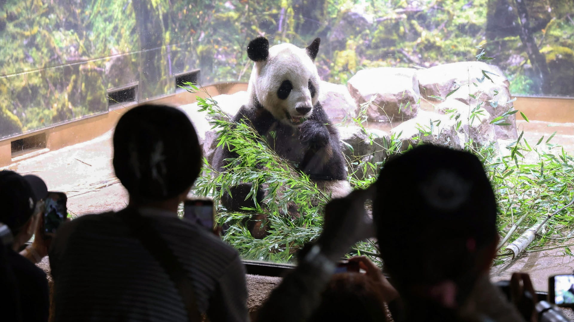 Japan’s only two Pandas set to return to China