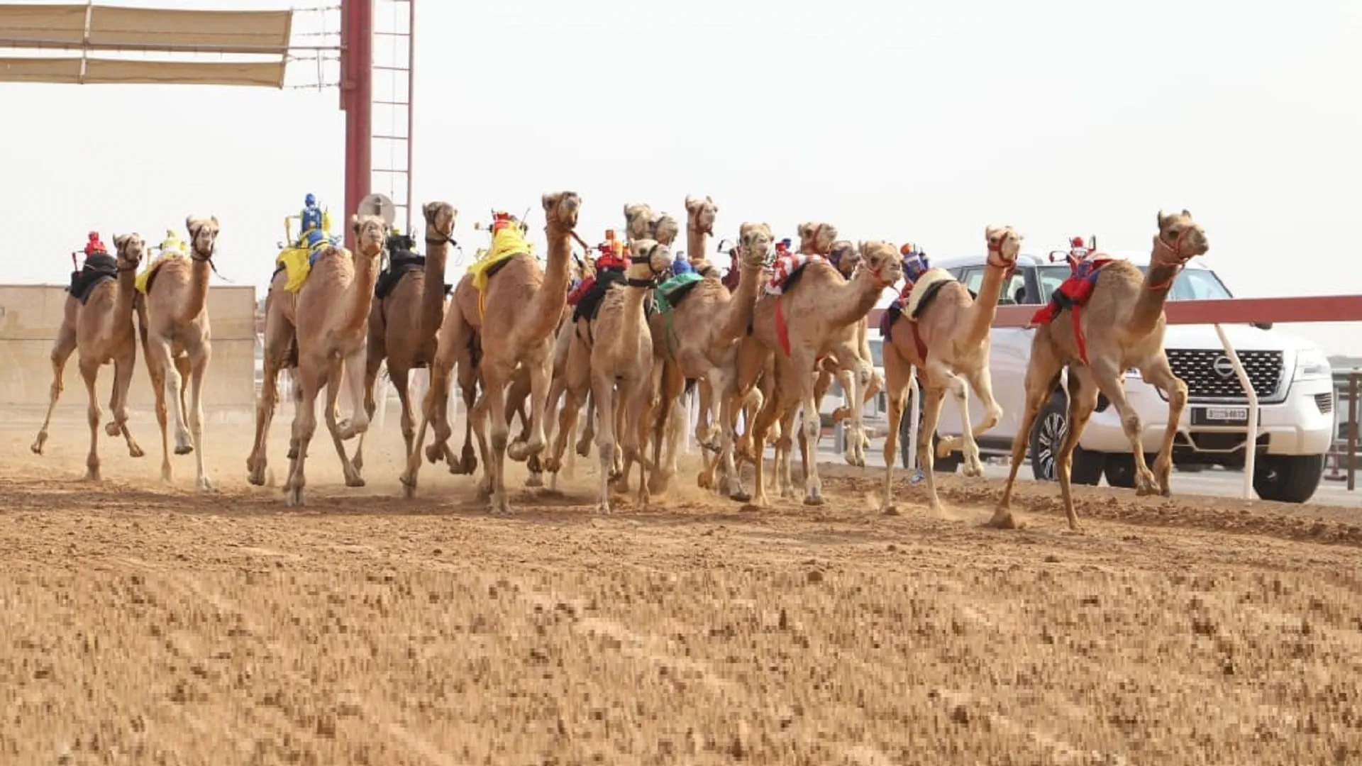 Al Wusta Channel Camel Festival kicks off on February 19 