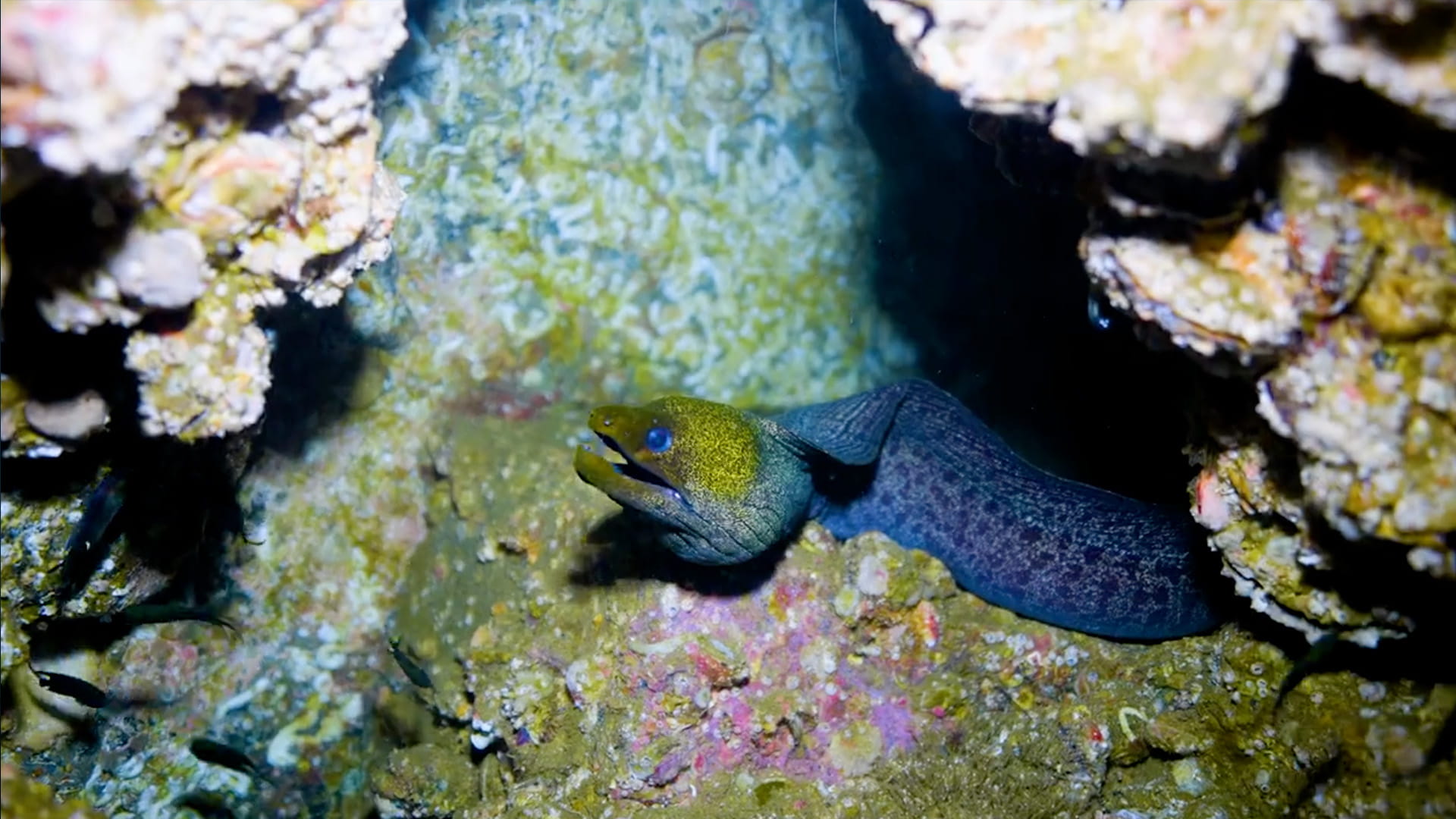 أماكن للغوص في الشارقة للاستمتاع برحلة إلى أعماق البحار