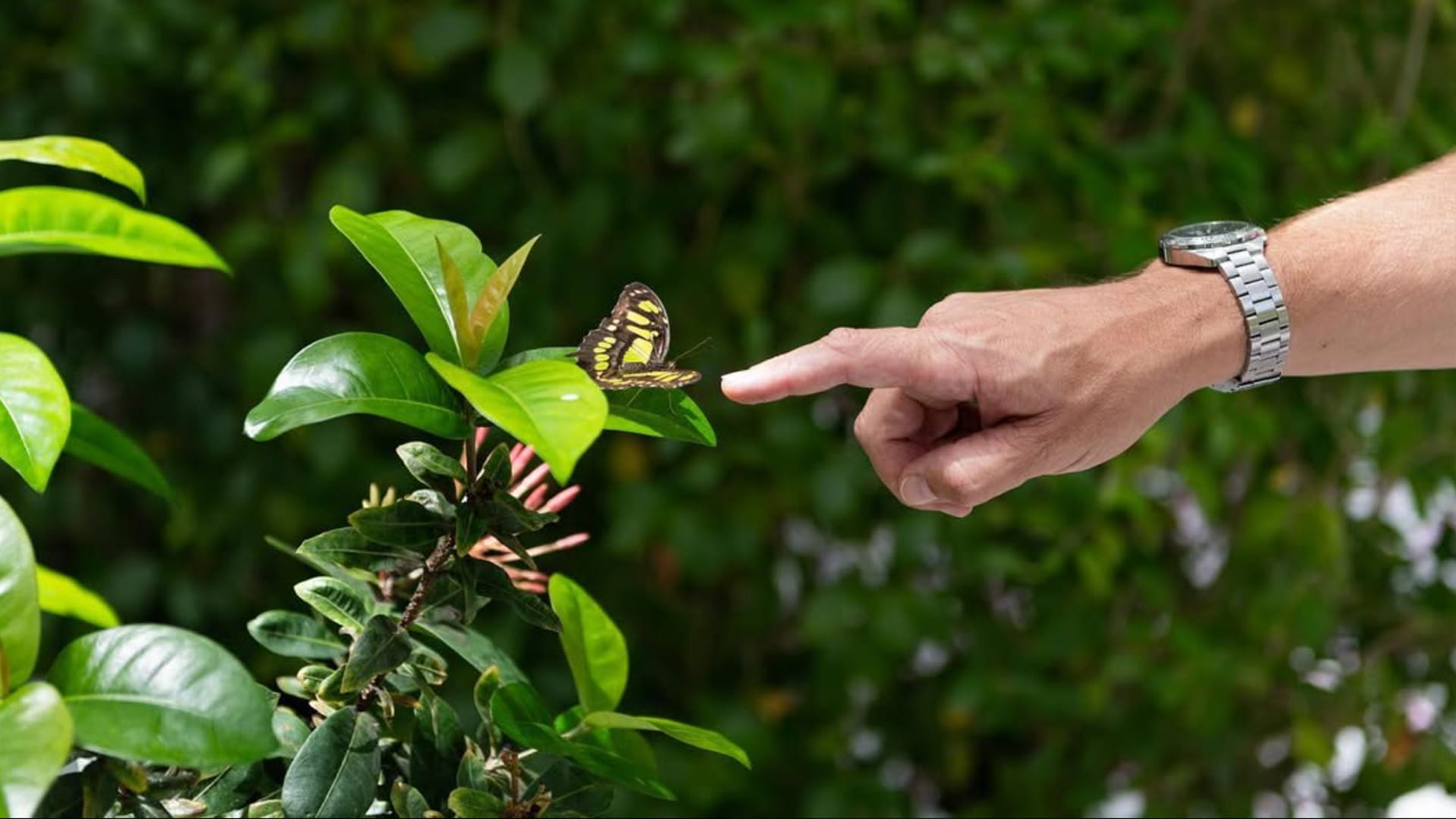 بيت الفراشات: وجهة مثالية لالتقاط الصور التذكارية