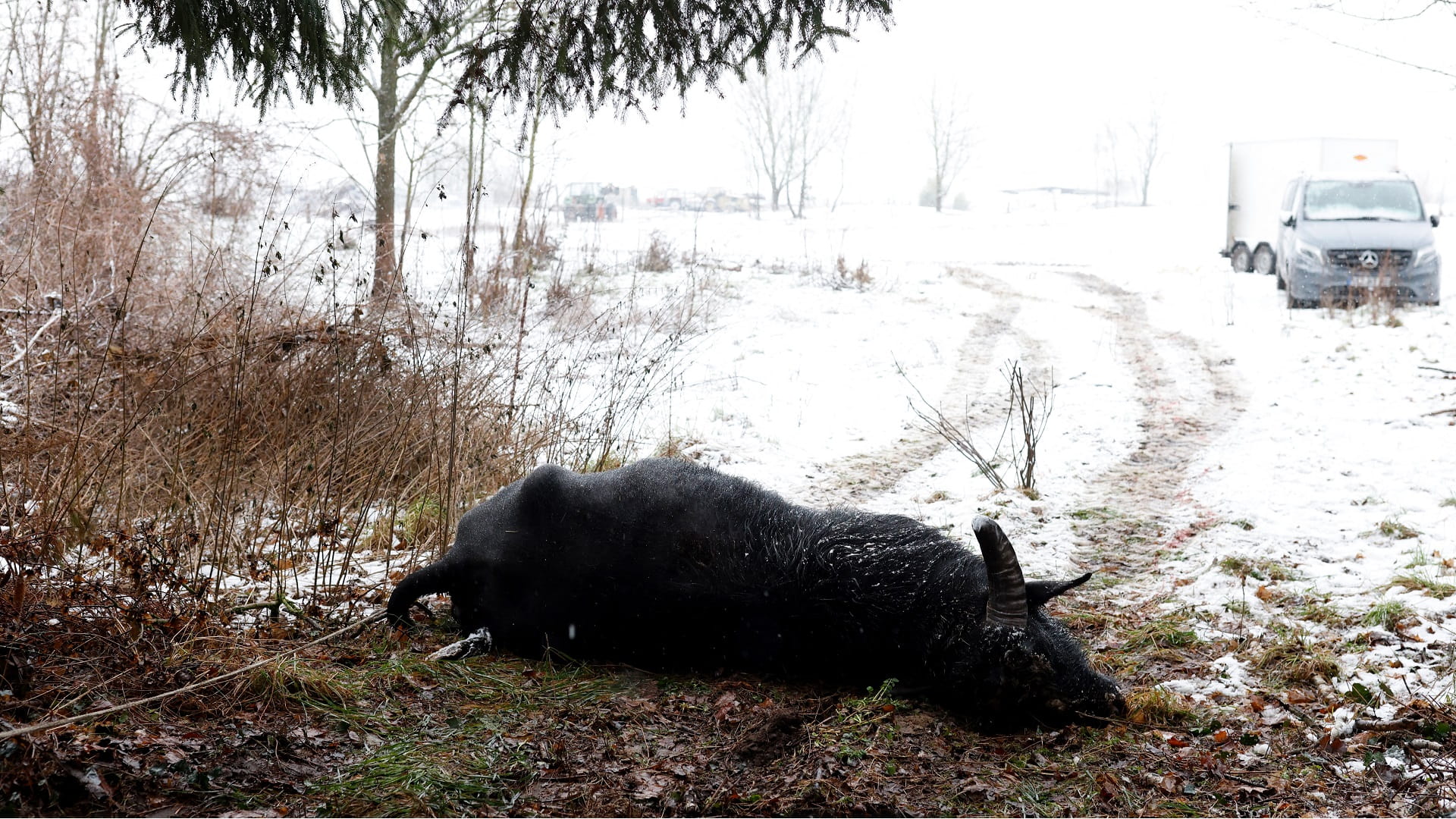Germany reports foot-and-mouth disease in water buffalo