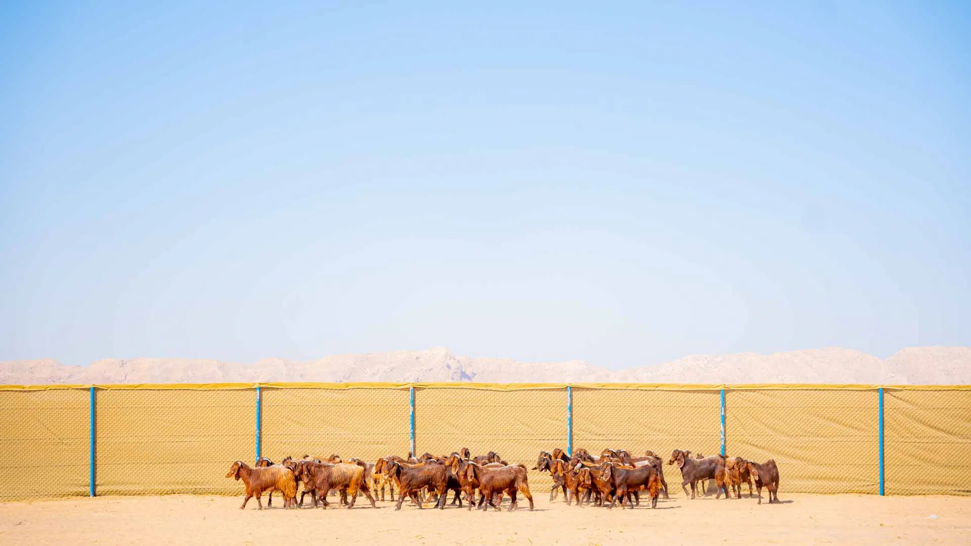 The first batch of goats arrives at Al Wusta Livestock Farm  