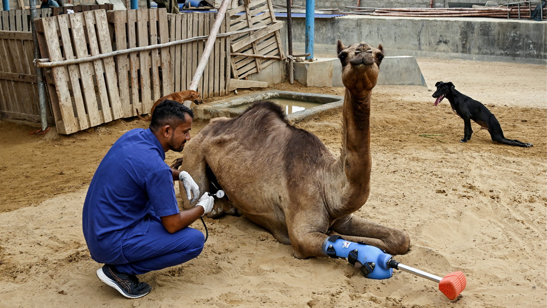 ساق صناعية تعيد الحياة لجمل صغير في كراتشي الباكستانية 