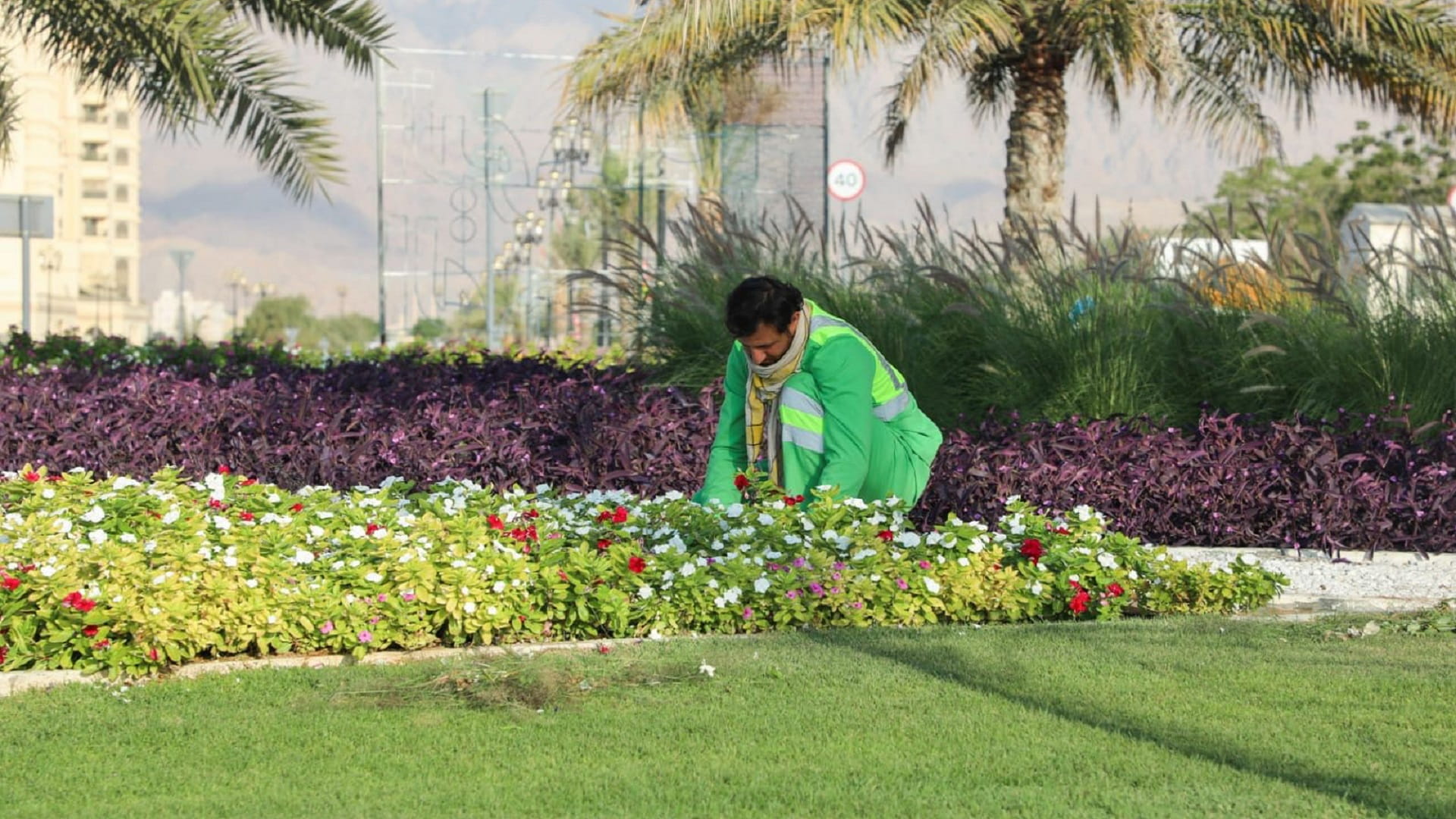 Dibba Al Hisn Municipality plants 80,000 flowers to beautify city