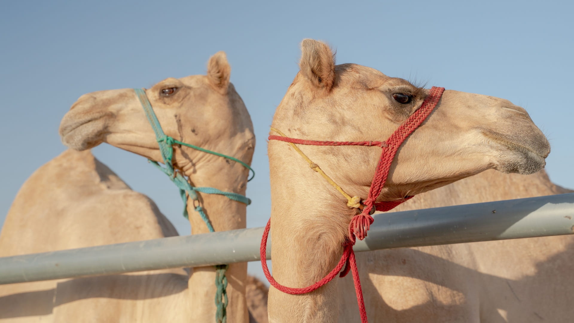 سباق الفطامين بالذيد.. ميدان يحفظ موروث الأجداد