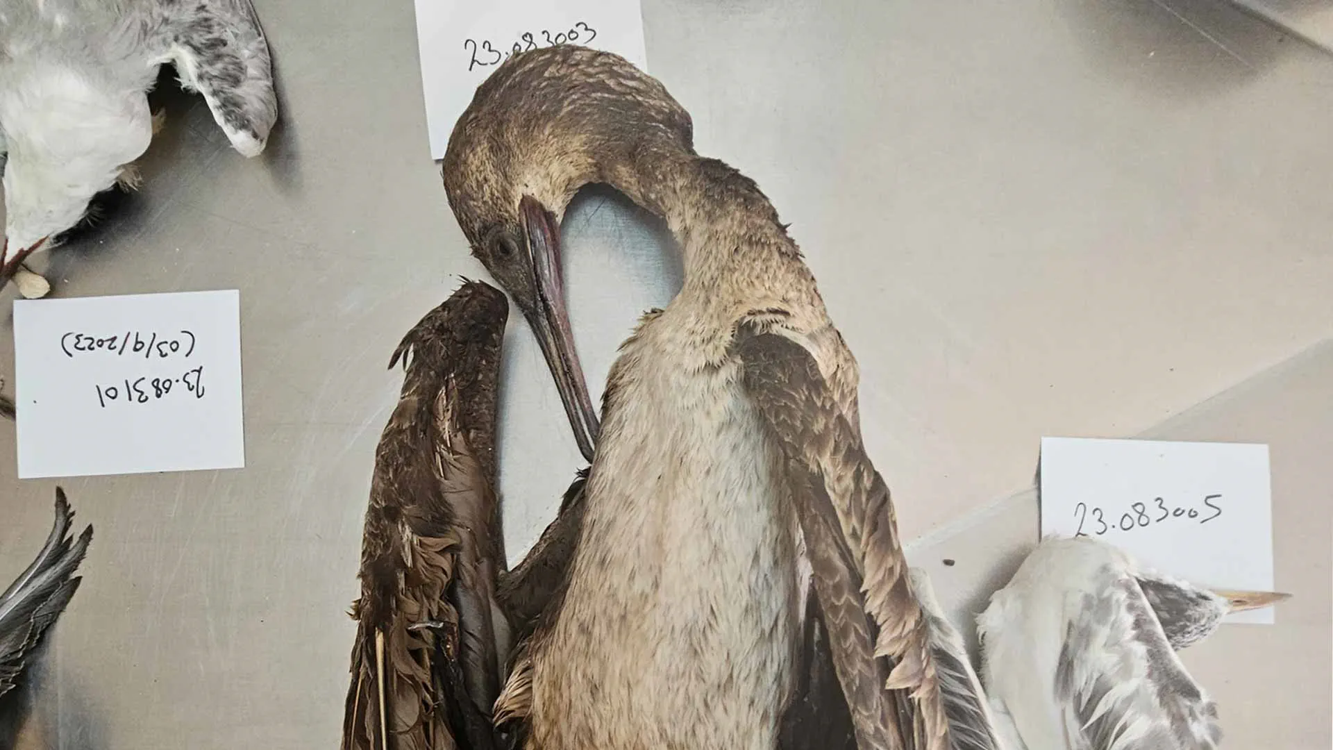 EPAA completes study on ingestion of marine debris by seabirds