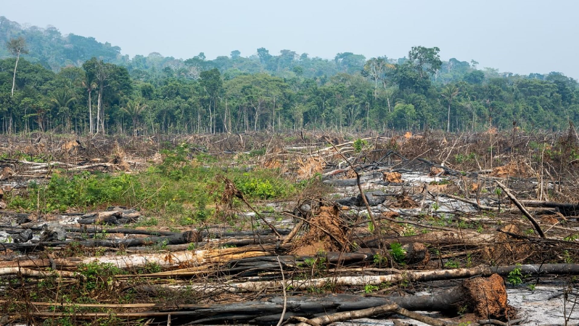 INPE: Record wildfires fuel sharp rise in Amazon deforestation 