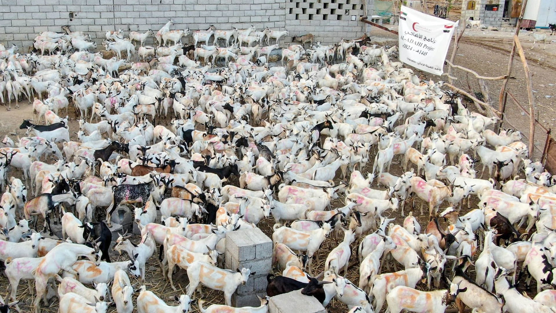 ERC launches Eid Al-Adha meat distribution in Yemen’s Hadhramaut