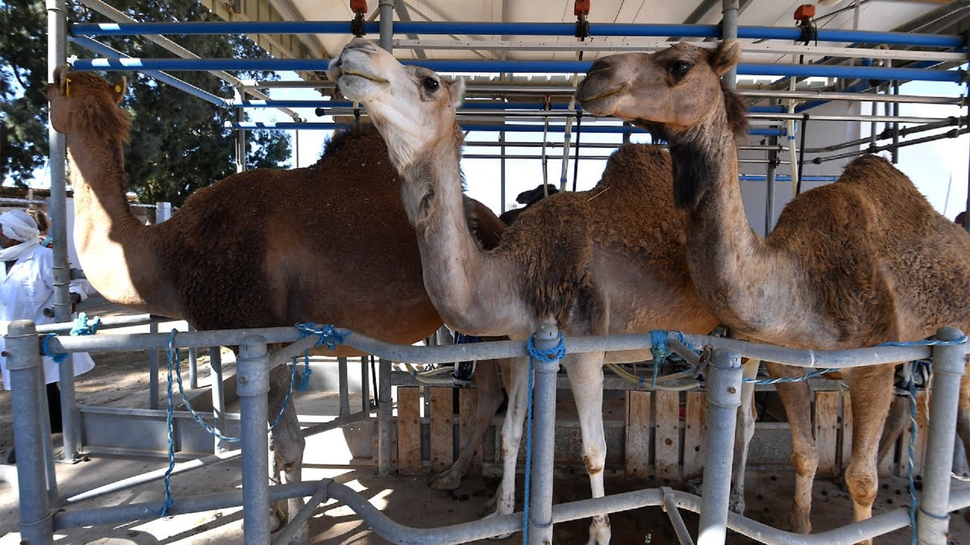 Camel milk brings economic hope to Tunisia’s arid south 