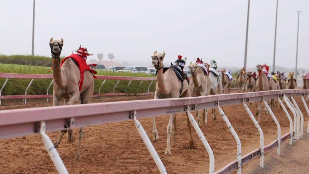 منافسات مثيرة لـ "سن الفطامين" في ميدان الذيد لسباقات الهجن 