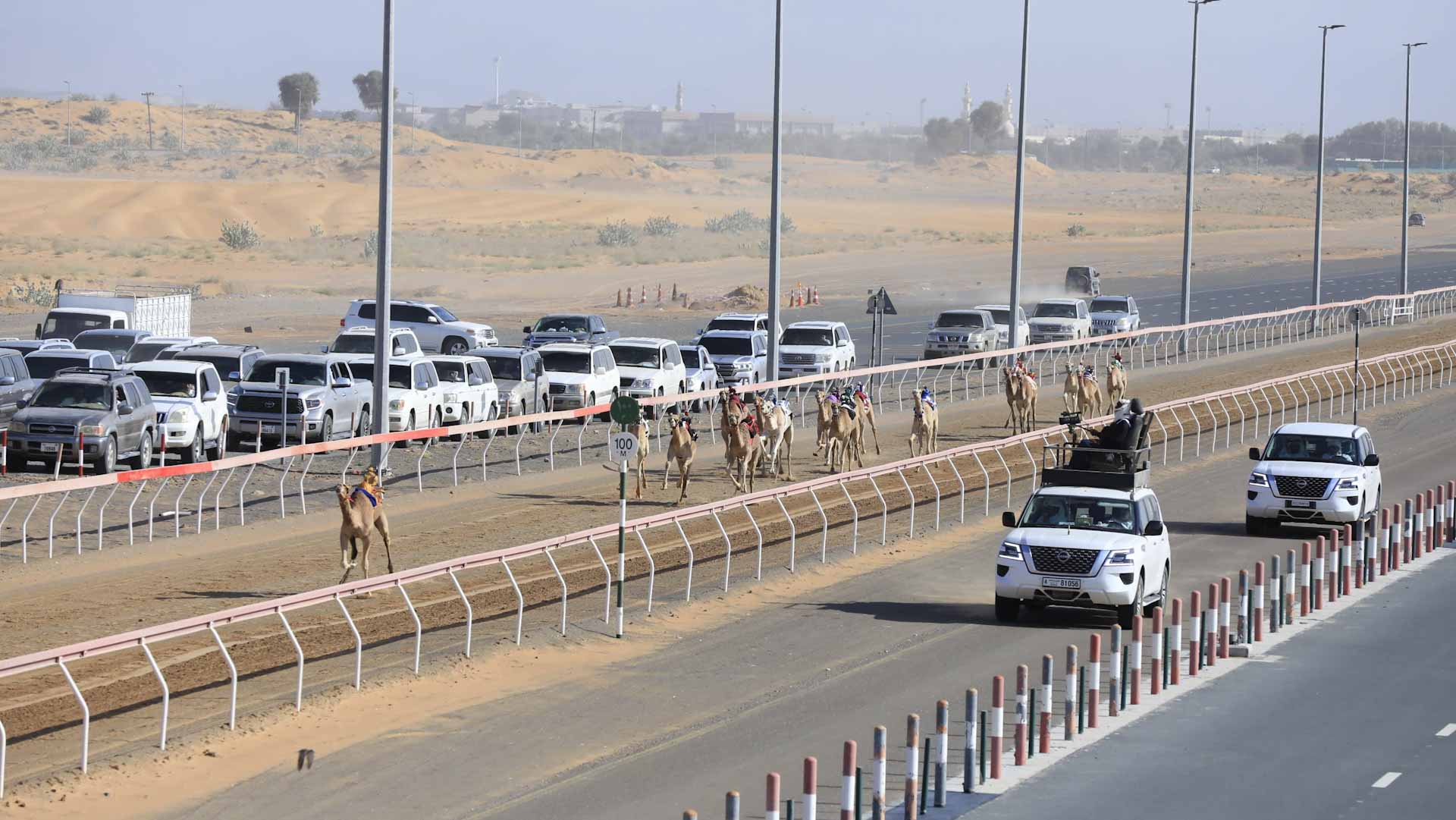 تواصل سباق "سن الفطامين" بميدان الذيد لسباقات الهجن 