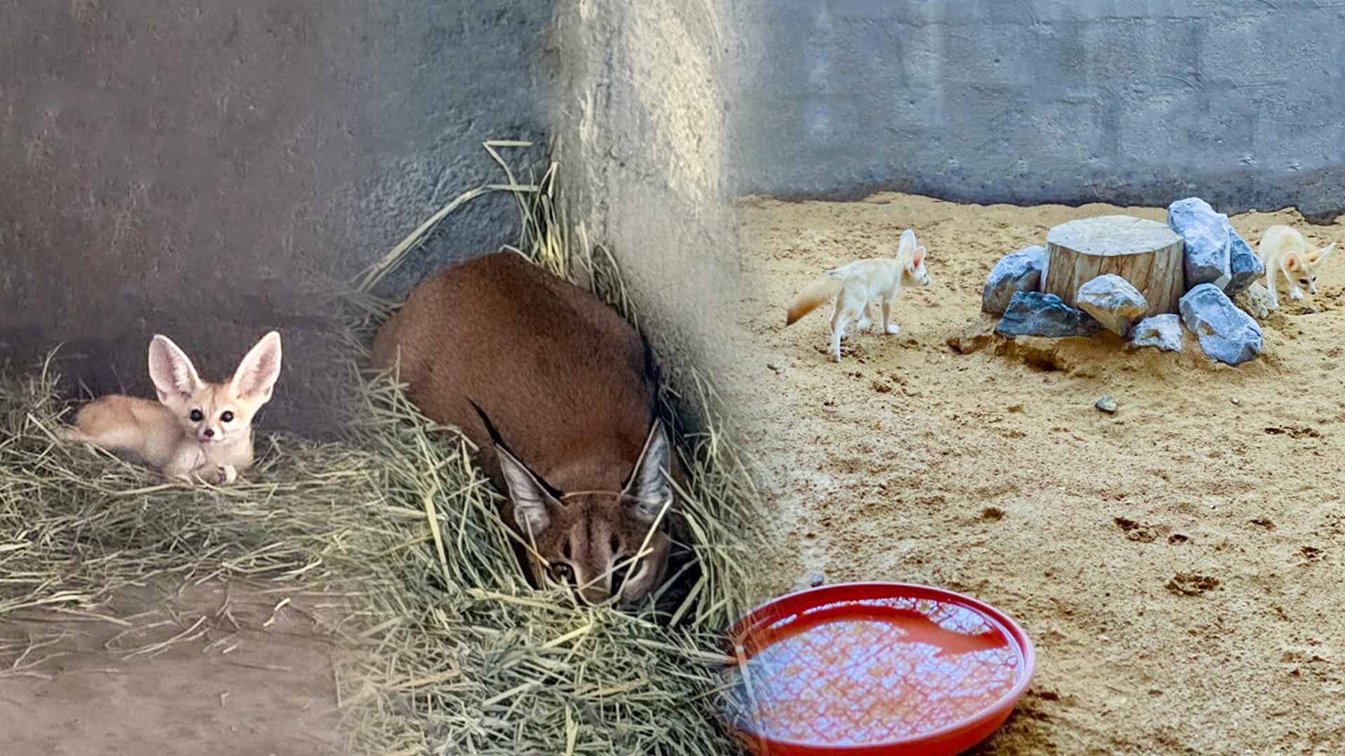 شرطة الشارقة تُحبط عملية اتجار غير مشروع بحيوانات محمية قانوناً 