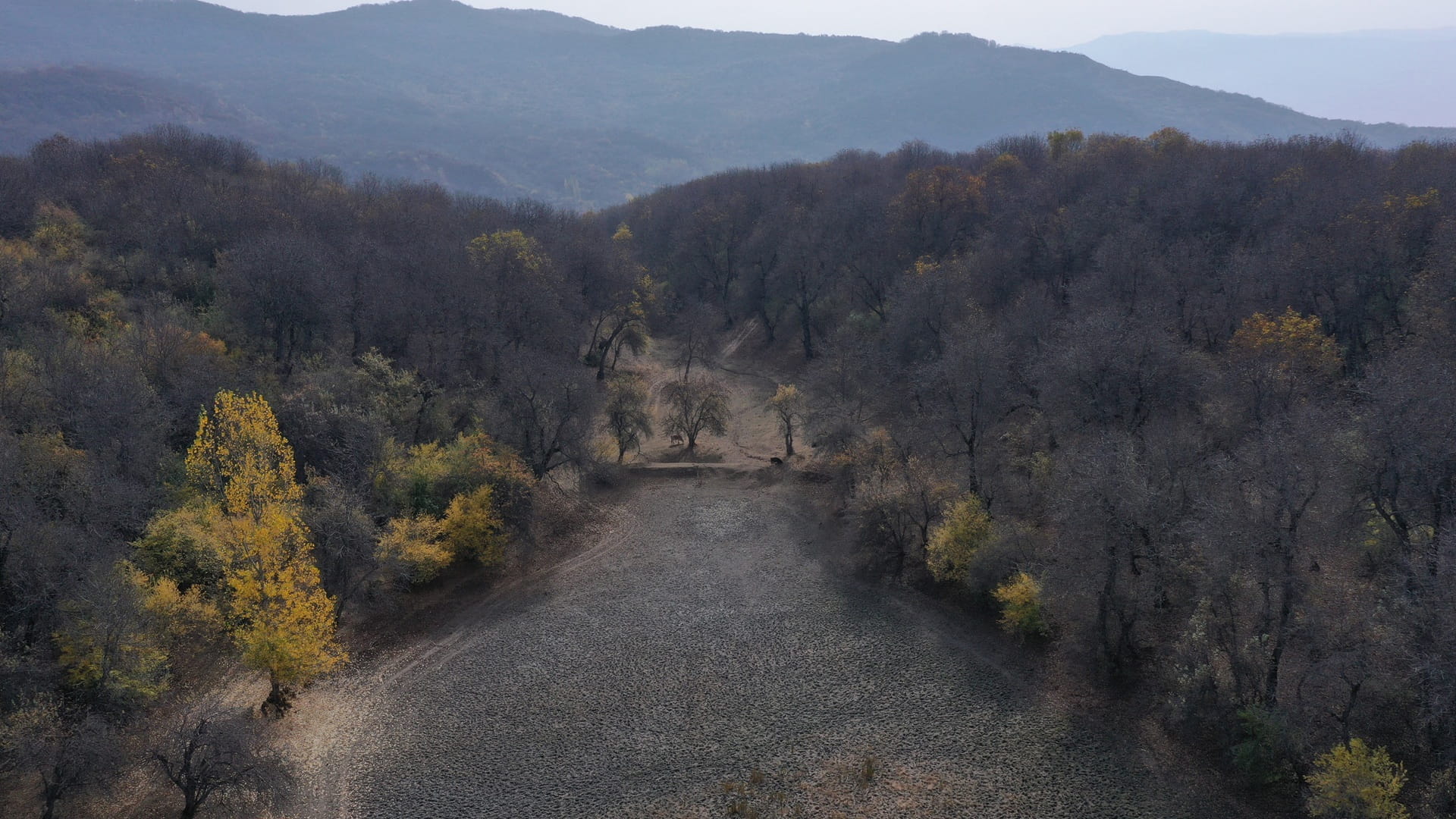 World's largest walnut forest in Kyrgyzstan slowly thinning