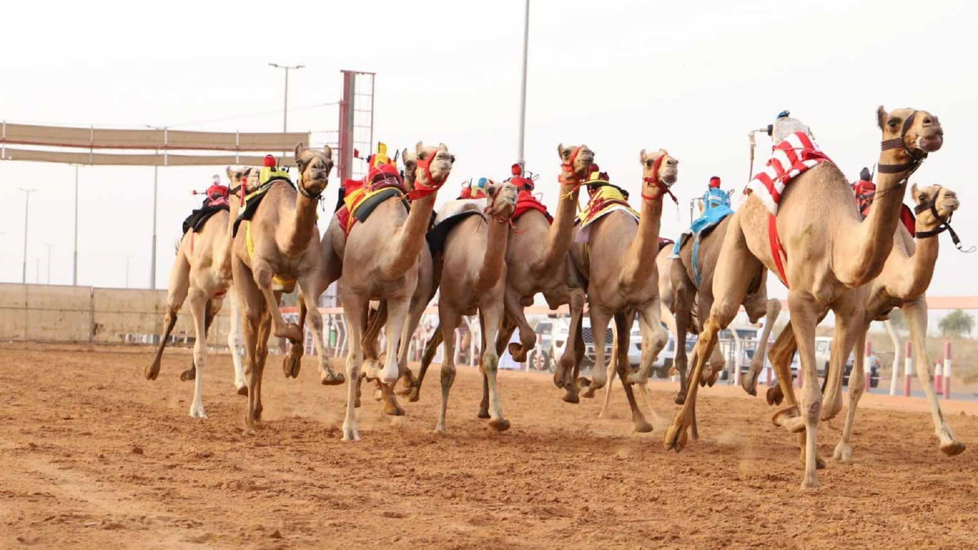 4th Sharjah Ruler’s Camel Racing Festival kicks off on 10th Nov.