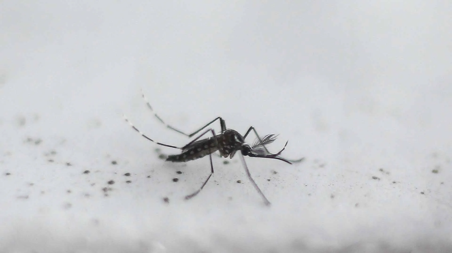Climate change and population growth threaten Malaria progress 