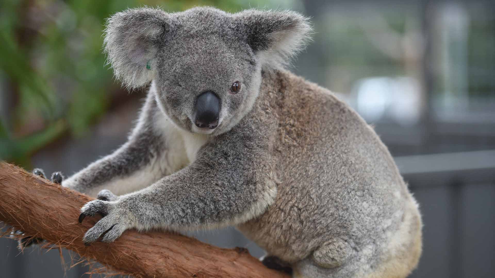 Australia halts logging to protect koala habitat on eastern coast