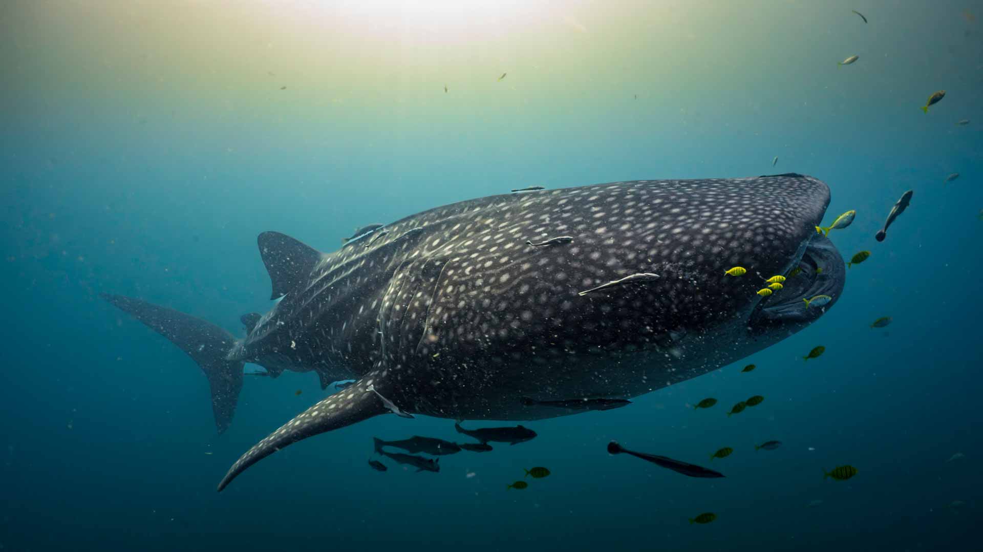Decade-long study maps whale shark routes in Indonesia