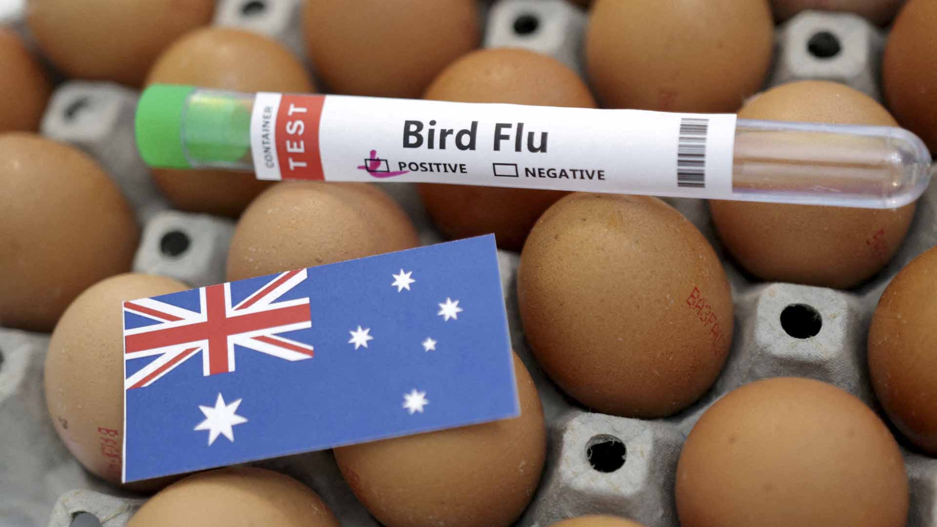 Image for the title: Australia confirms first mass seabird deaths from H5N1 
